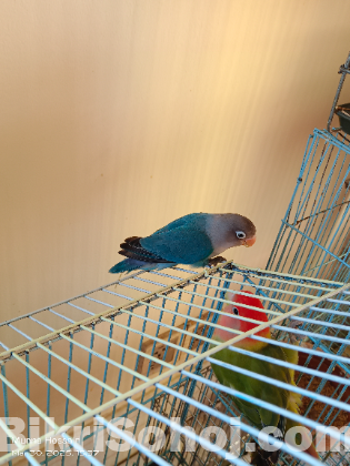 Love bird baby